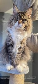 Maine coon