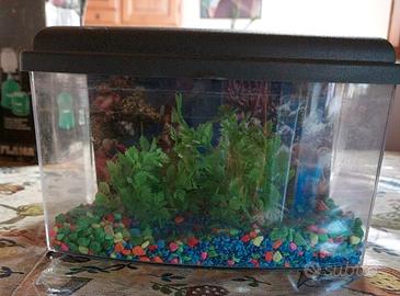 Piccolo Acquario Completo