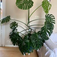 Pianta verde Monstera salone ufficcio studio