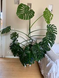 Pianta verde Monstera salone ufficcio studio