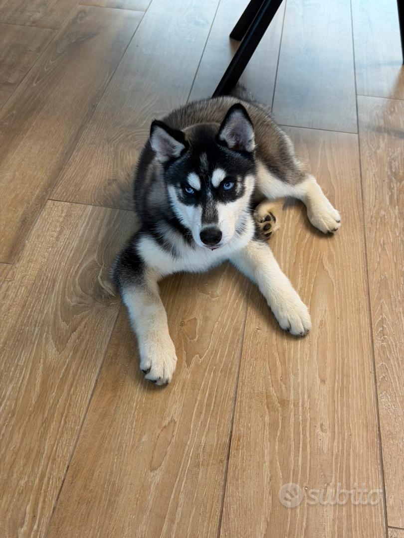 Siberian Husky con pedigree enci - Animali In vendita a Milano