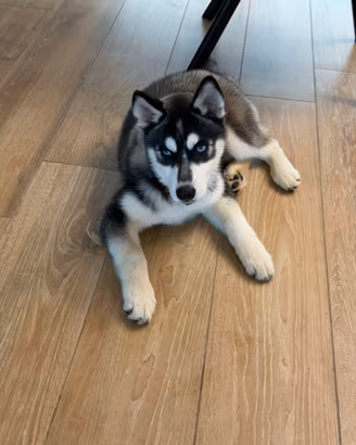 Siberian Husky con pedigree enci