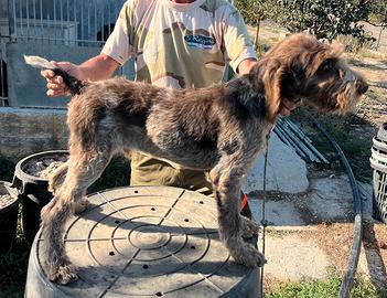Cuccioli e Cuccioloni Drahthaar