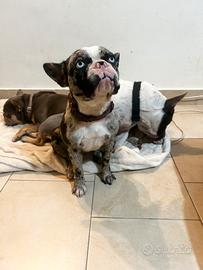Bulldog francese femmina