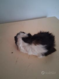 Cavie porcellini d'india