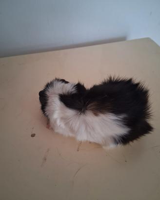 Cavie porcellini d'india