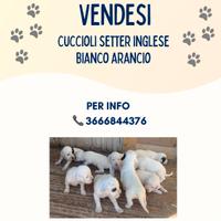 Vendita di cuccioli Setter Inglese