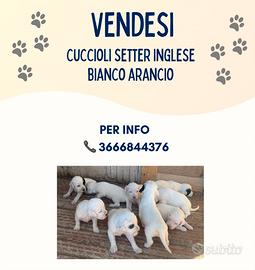 Vendita di cuccioli Setter Inglese