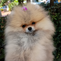 Volpino di Pomerania nano ( Spitz tedesco nano)