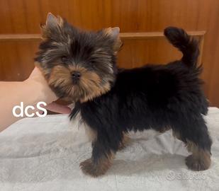 Yorkshire terrier maschio meraviglioso pronto
