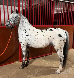 Cavallo Appaloosa