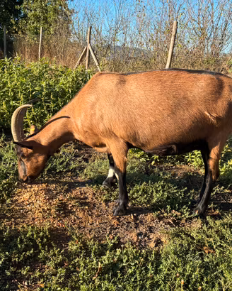 Capra alpina camosciata