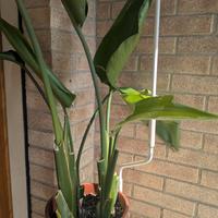 strelitzia Nicolai 