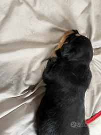 Cucciolo rottweiler