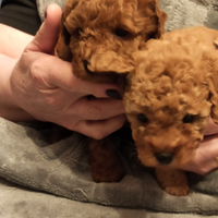 Barboncini poodle Toy