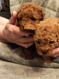 Barboncini poodle Toy