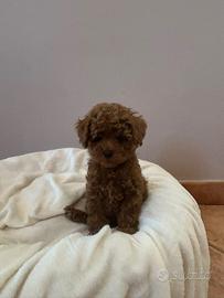 Cuccioli Barboncino toy