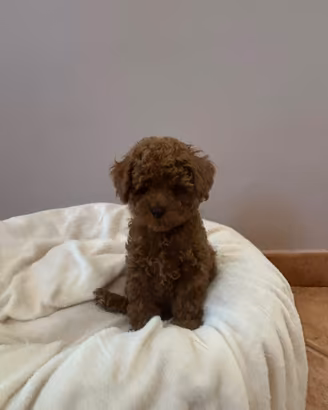 Cuccioli Barboncino toy