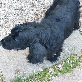 Cocker femmina da tartufo