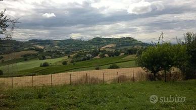 V003998 ANCONA - ZONA CANDIA