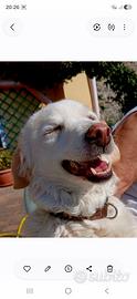 Cane bianco,taglia media/piccola