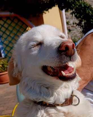 Cane bianco,taglia media/piccola