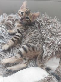 Bengala cuccioli pedigree Enfi