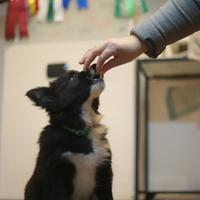 Border collie cucciolo