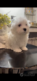 Maltese