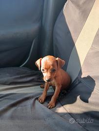 cucciolo pinscher
