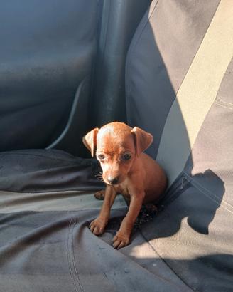 cucciolo pinscher