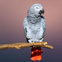 Docilissimo gia parlante cenerino