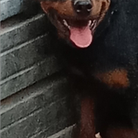 Rottweiler