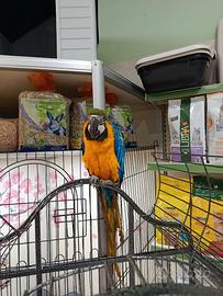 Cucciolo di ara arauna