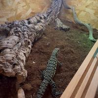 Tegu argentino/Salvator merianae