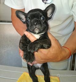 Bulldog francese cuccioli