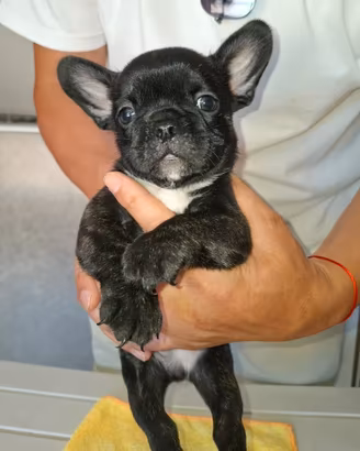 Bulldog francese cuccioli