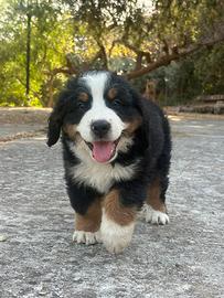 Ultimo cucciolo di BOVARO DEL BERNESE