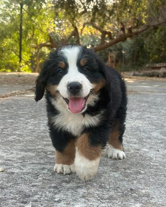 Ultimo cucciolo di BOVARO DEL BERNESE