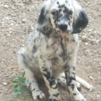 Setter inglese