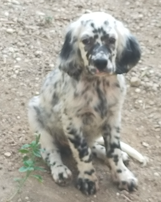 Setter inglese