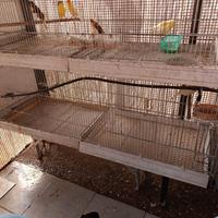 Canarini per balie di tanti colori