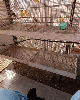 Canarini per balie di tanti colori