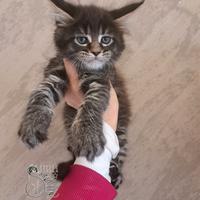 Cucciola maine coon