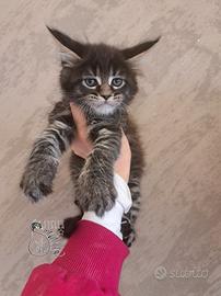 Cucciola maine coon
