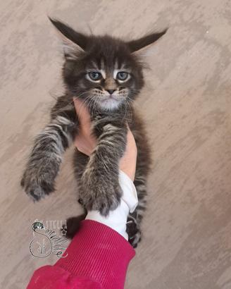 Cucciola maine coon
