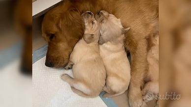 Cuccioli di Golde retriver con pedigree