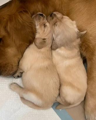 Cuccioli di Golde retriver con pedigree