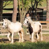 Irish cob gypsy vanner