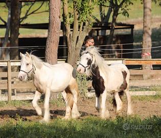 Irish cob gypsy vanner